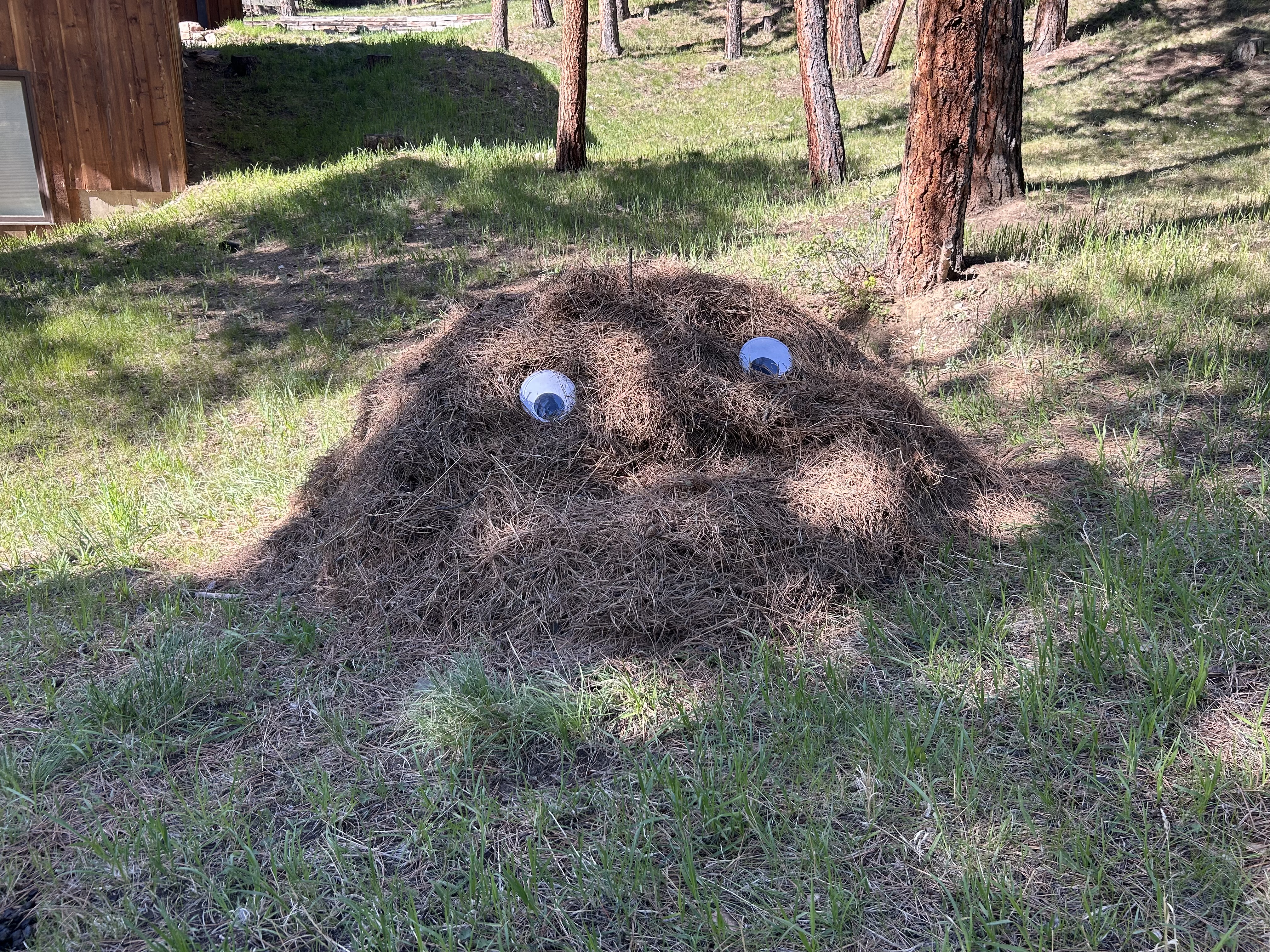 Large pine needle cleanup job in Conifer CO